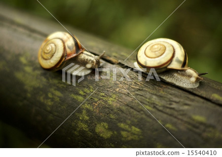 Snail, pair Snail, pair 15540410