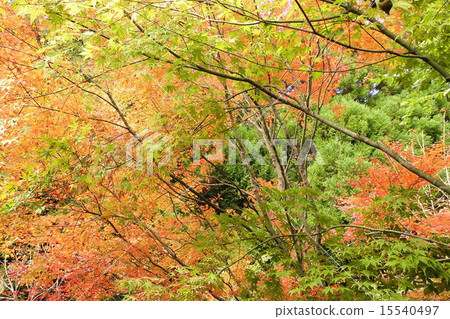 Autumn leaves Autumn leaves 15540497