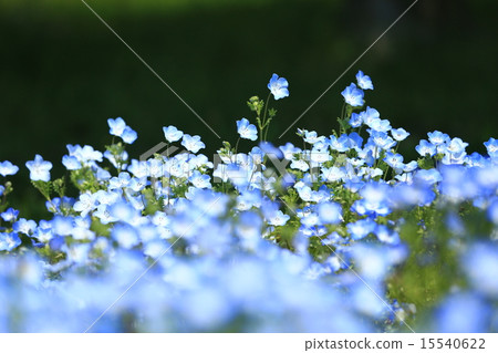 Neofila 149 - Stock Photo [15540622] - PIXTA