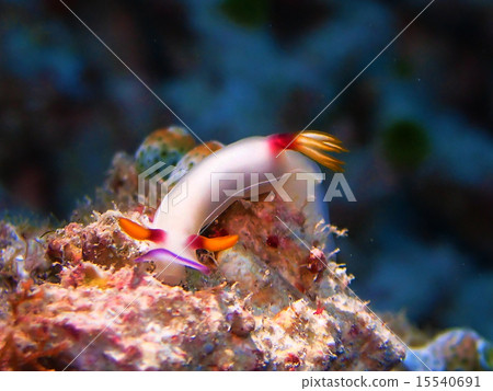 灰姑娘努士 15540691