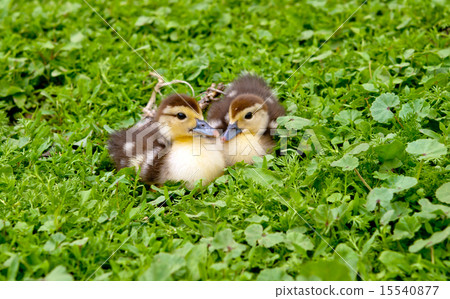 two muscovy duck 15540877