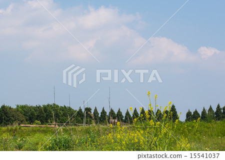 Fresh green 15541037