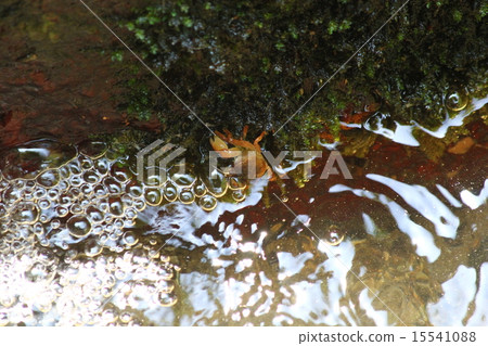 螃蟹風景（Hotaru no Sato） 15541088