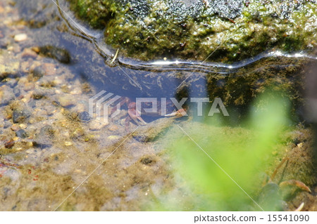 螃蟹風景（Hotaru no Sato） 15541090