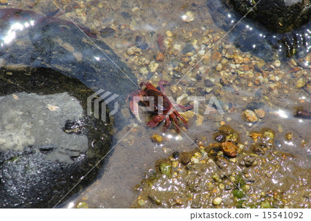 螃蟹風景（Hotaru no Sato） 15541092