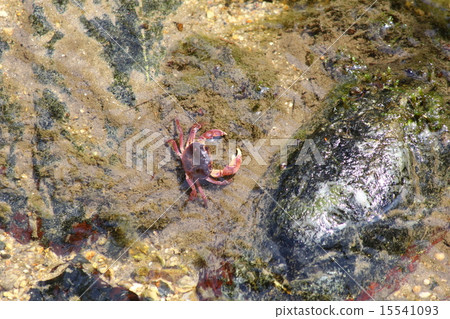 螃蟹風景（Hotaru no Sato） 15541093