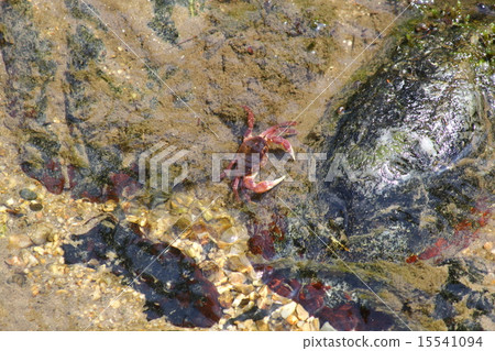 螃蟹風景（Hotaru no Sato） 15541094