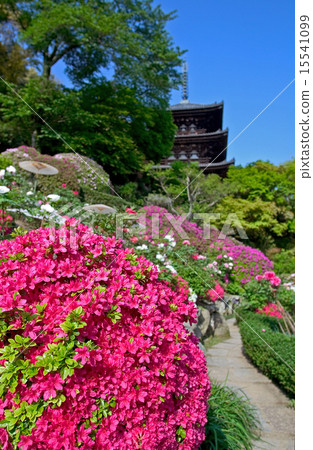 Flower pebbles Maekaji Nara prefecture Flower pebbles Maekaji Nara prefecture 15541099