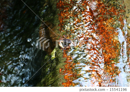 螃蟹風景（Hotaru no Sato） 15541196