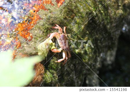 螃蟹風景（Hotaru no Sato） 15541198