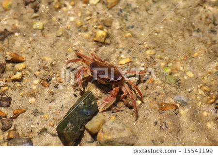 螃蟹風景（Hotaru no Sato） 15541199