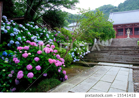 奈良縣亞達寺繡球花 15541418