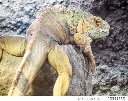 鬣蜥的流動 15541555