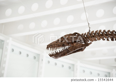 Presciosaurus skeleton Presciosaurus skeleton 15541644