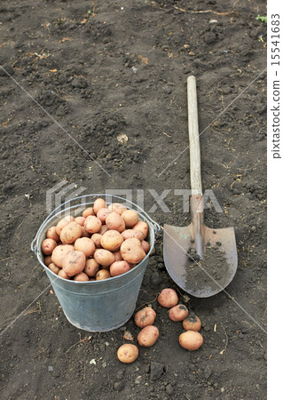 bucket of potato 15541683