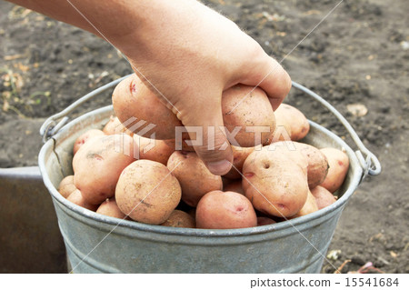 bucket of potato 15541684