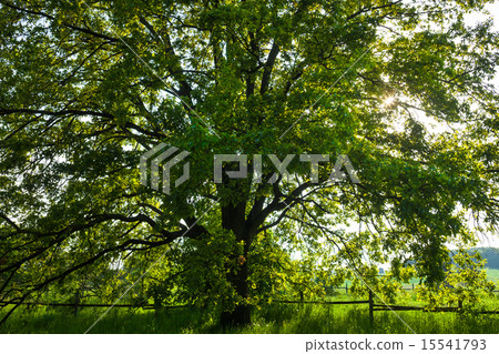 The old oak tree in bright summer day 15541793