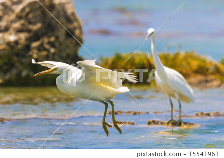 Fly away Shirajiri Fly away Shirajiri 15541961