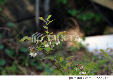 藍莓 藍莓 15542158