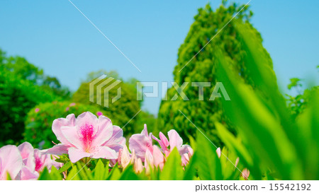 Azalea 16: 9 15542192
