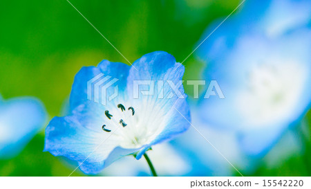 Nemophila 16: 9 15542220