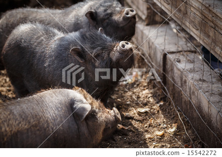 Vietnamese minipigs 15542272