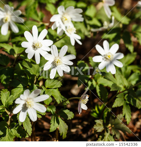 Blooming snowdrops Blooming snowdrops 15542336