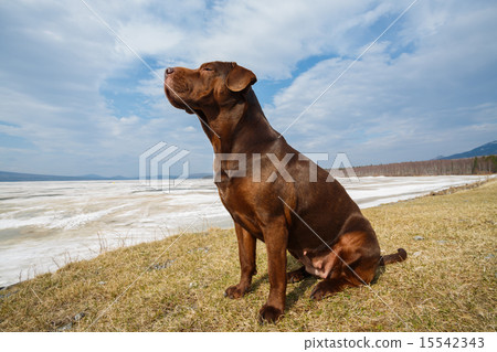 Dog raised her head 15542343