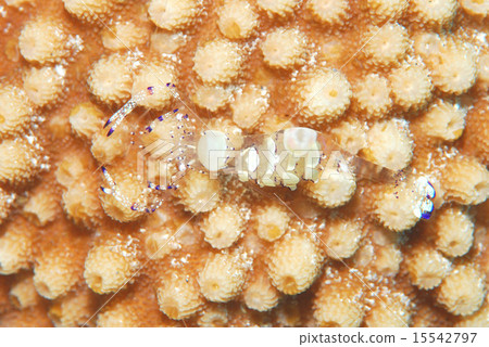 假akagoshi杜鵑 15542797