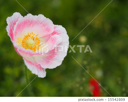 搖擺在桃紅色和白色迷離迷離的鴉片花 15542809
