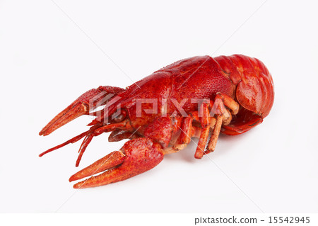 crawfish 15542945