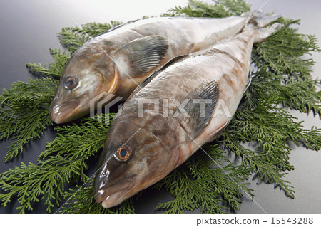 兩個辣妹 兩個辣妹 15543288