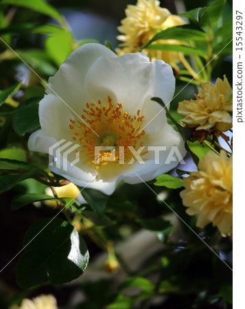 Naniwaibara (Nanba Ibaraki) Mochikubara (Kakaribara, Kaga Rose) Naniwaibara (Nanba Ibaraki) Mochikubara (Kakaribara, Kaga Rose) 15543297