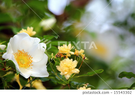 Naniwaibara(Nanba Ibaraki)Mochikubara(Kakaribara,Kaga Rose) Naniwaibara(Nanba Ibaraki)Mochikubara(Kakaribara,Kaga Rose) 15543302