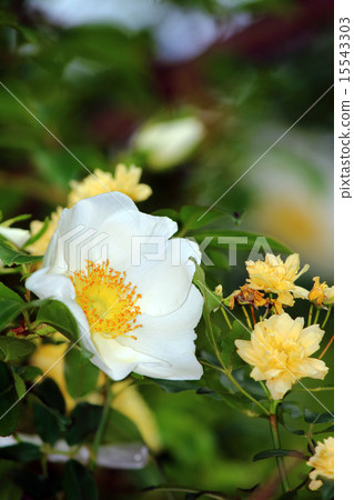 Naniwaibara(Nanba Ibaraki)Mochikubara(Kakaribara,Kaga Rose) Naniwaibara(Nanba Ibaraki)Mochikubara(Kakaribara,Kaga Rose) 15543303