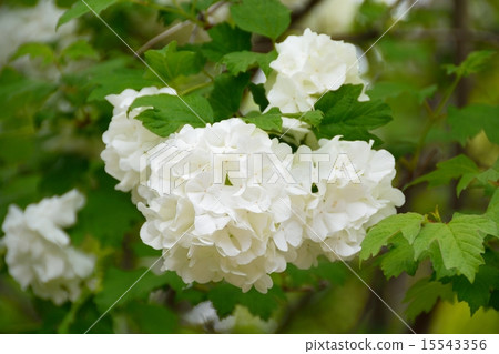 Odemari 15543356