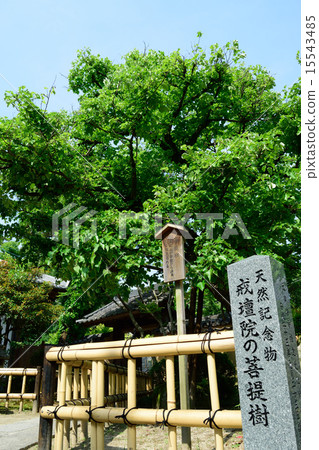 Bodhi tree of the Platform Bodhi tree of the Platform 15543485