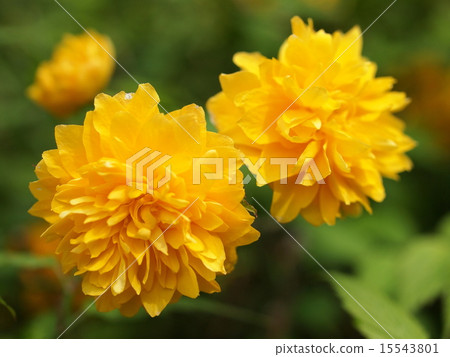 山吹 山吹 15543801