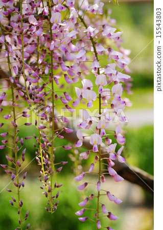 Wisteria 15543803