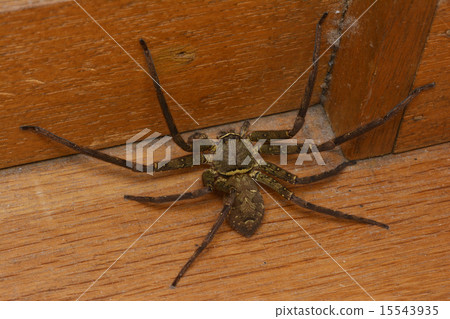 Ashida幼崽 15543935