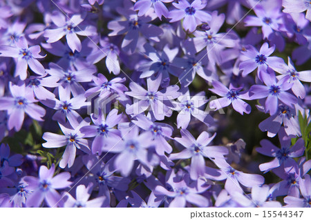 Shiba cherry tree (purple shibazakura) 15544347