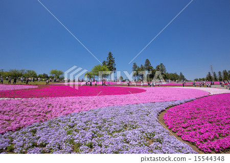 Shiba cherry blossoming on one side (Saitama Riruyama Park) 15544348