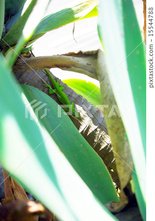Green alan (lizard) of alien species lurking in the shade 15544788