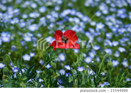 在藍色世界的紅色斷點 15544990