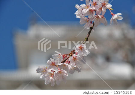 Cherry blossoms and castle 15545198