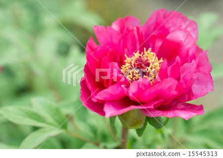 Peony (dark pink) Peony (dark pink) 15545313