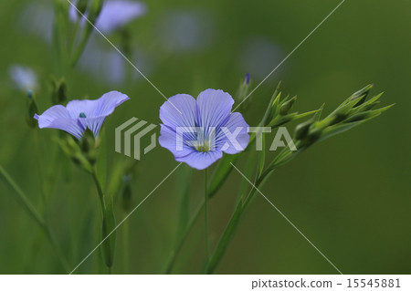 Natural plant Ama, fiber of stem becomes 'linen' making luxury clothing Natural plant Ama, fiber of stem becomes 'linen' making luxury clothing 15545881