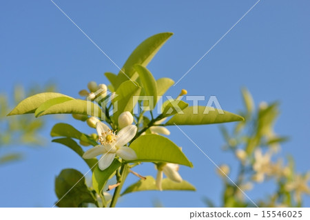 Mandarin orange flowers Mandarin orange flowers 15546025