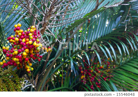 五顏六色的障礙物果子和障礙物 15546048