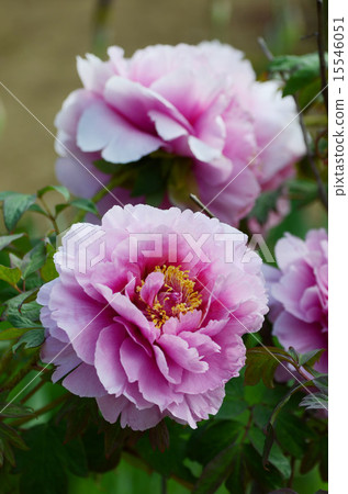 牡丹 牡丹 15546051